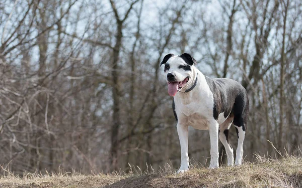 Uroczy Pitbull Terrier Pies Parku — Zdjęcie stockowe