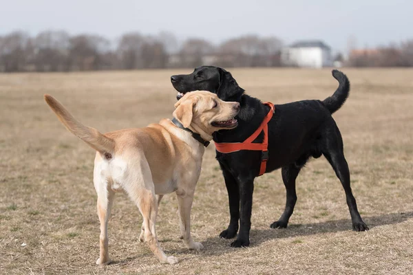 Två Labrador Retriever Hundar Som Leker Parken — Stockfoto