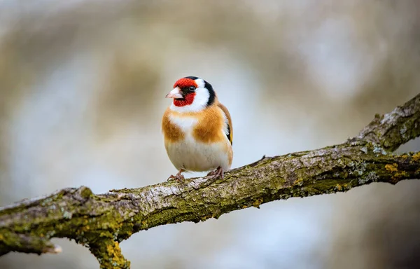 Pájaro Jilguero Europeo Una Ramita Jardín — Foto de Stock