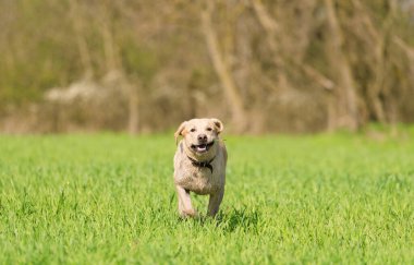 Yeşil parkta koşan sarı Labrador Retriever köpeği.