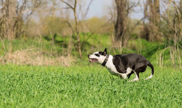 Amerikai Pit Bull Terrier Kutya Fut Parkban — Stock Fotó