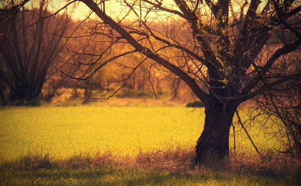 Lkbaharda Ağaçlı Güzel Bir Manzara — Stok fotoğraf