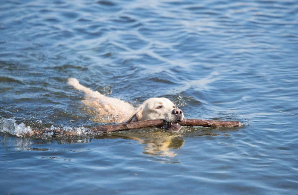 Labrador Retriever Dog Swimming Lake Stick His Mouth — Stock Photo, Image