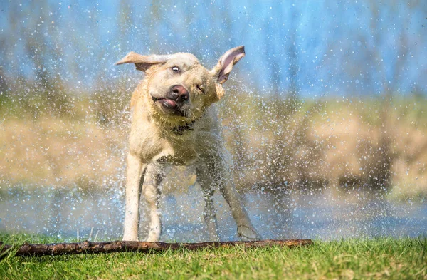 Labrador Retriever Perro Sacudiendo Agua Después Nadar —  Fotos de Stock