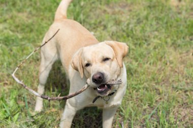 Sarı Labrador av köpeği, taze çimenlerin üzerinde bir sopayla oyna.