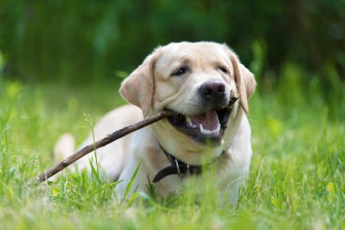 Sarı Labrador av köpeği, taze çimenlerin üzerinde bir sopayla oyna.