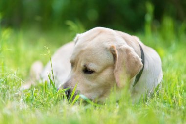 Sarı Labrador av köpeği, yeşil parkta dinleniyor.