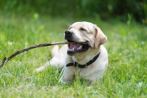 Gelber Labrador Retriever Hund Spielt Mit Einem Stock Auf Dem — Stockfoto
