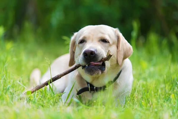 Żółty Pies Labrador Retriever Baw Się Kijem Świeżej Trawie — Zdjęcie stockowe