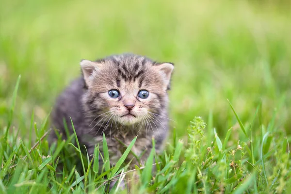 緑の草の中の赤ちゃんの灰色の猫 — ストック写真