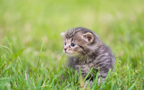 Baby Gray Cat Green Grass — Stock Photo, Image