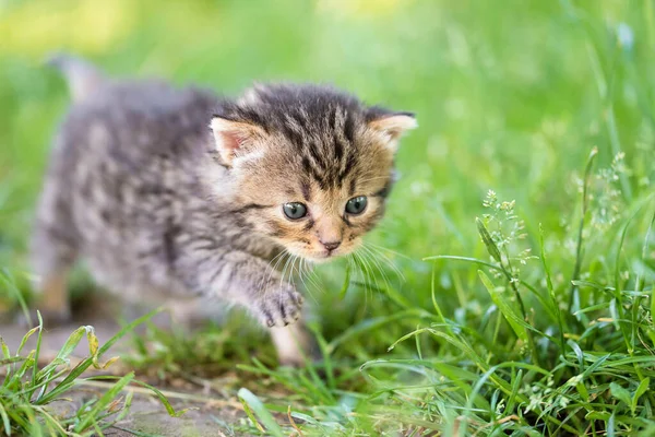 庭の小さな灰色の猫のクローズアップ写真 — ストック写真