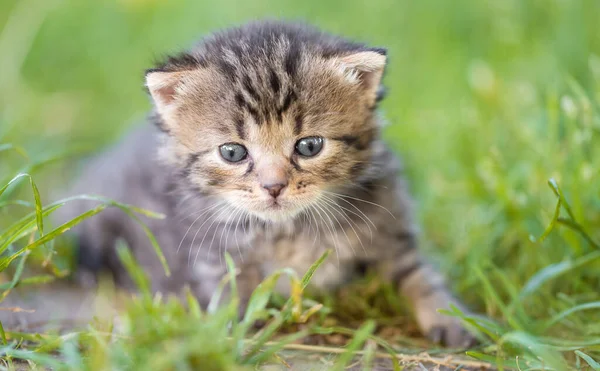 Closeup Photo Little Gray Cat Garden — Stock Photo, Image