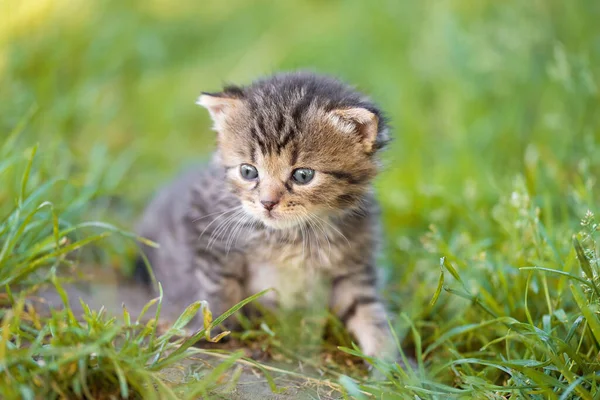 Nahaufnahme Einer Kleinen Grauen Katze Garten — Stockfoto