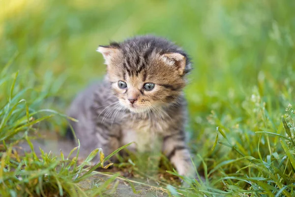 花园里一只灰色的小猫咪的合影 — 图库照片