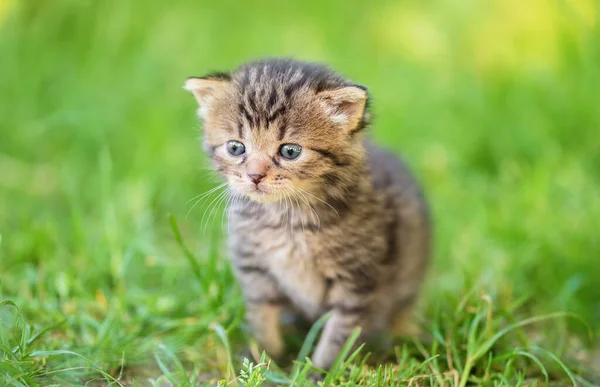 Bahçedeki Küçük Gri Bir Kedinin Yakın Plan Fotoğrafı — Stok fotoğraf