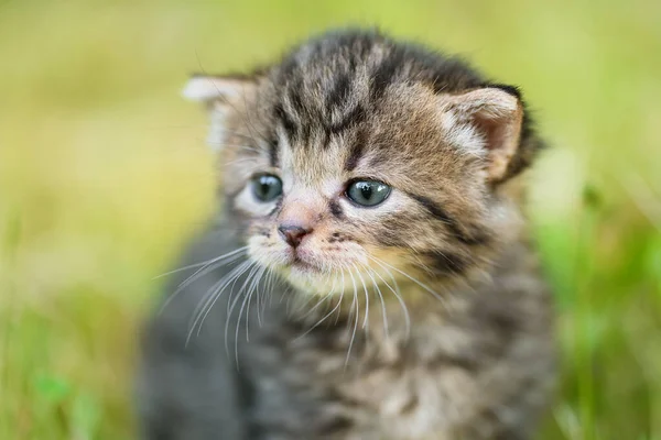 庭の小さな灰色の猫のクローズアップ写真 — ストック写真