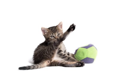 Adorable gray cat playing with a ball. Cat isolated on a white background