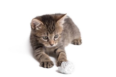 Adorable gray cat playing with aluminium foil ball. Cat isolated on a white background