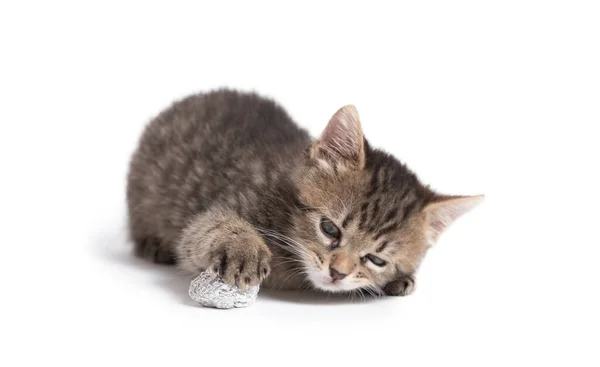 Adorable Gray Cat Playing Aluminium Foil Ball Cat Isolated White — Stock Photo, Image