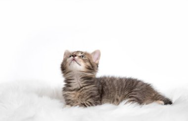 Beyaz arka planda izole edilmiş küçük gri kedi