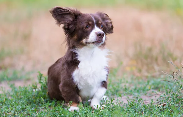 庭の茶色のモングレルの犬の写真 — ストック写真