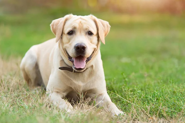 Adorável Labrador Retriever Cão Ion Grama Verde Jardim — Fotografia de Stock