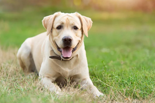 Adorable Labrador Retriever Perro Ion Hierba Verde Jardín — Foto de Stock