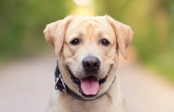 Närbild Foto Bedårande Labrador Retriever Hund Trädgården — Stockfoto