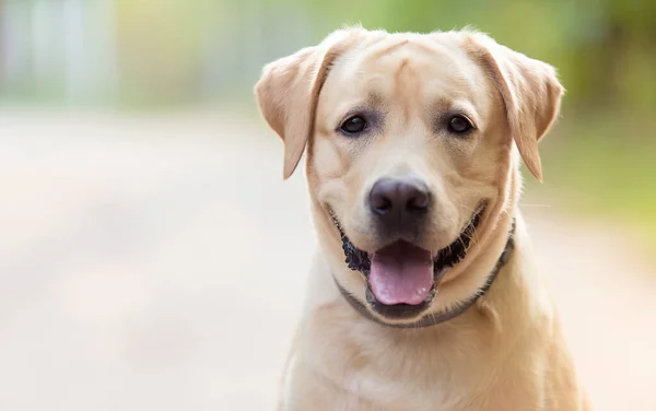 Nahaufnahme Eines Entzückenden Labrador Retriever Hundes Garten — Stockfoto