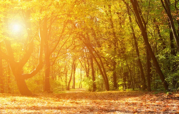 在一个阳光明媚的日子神奇的秋天森林 — 图库照片
