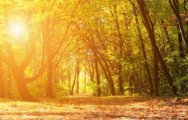 Magisk höst skog på en solig dag — Stockfoto