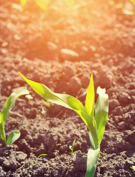 Young corn seedling grows — Stock Photo, Image