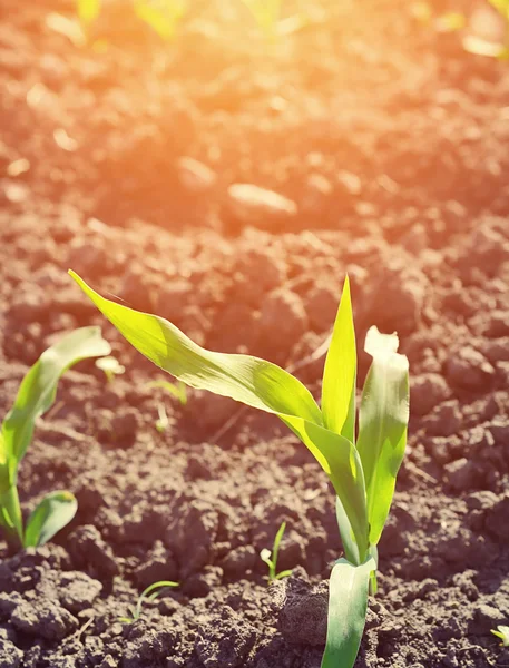 Unga majs planta växer — Stockfoto