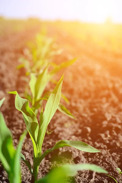 Cultiva plántulas de maíz jóvenes — Foto de Stock