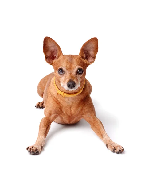 Pinscher miniatura aislado sobre un blanco — Foto de Stock