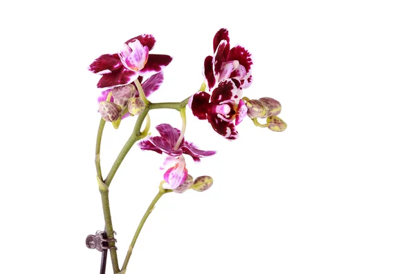 Nahaufnahme Foto von Orchidee isoliert auf weiß — Stockfoto