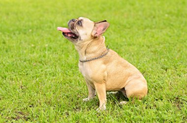 Fransız buldozer sit yeşil