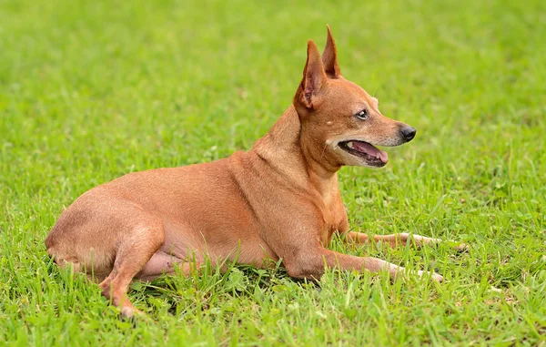 Miniatura pinscher v zelené — Stock fotografie