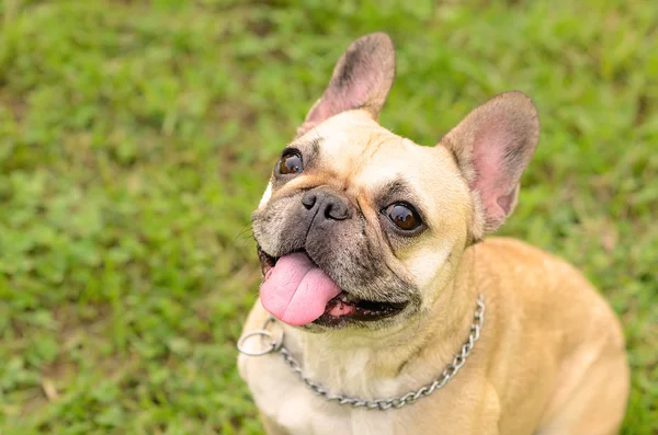 Bulldog francés sentarse en el verde —  Fotos de Stock