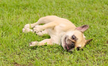 mutlu Fransız buldozer