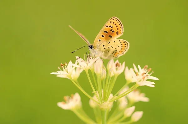 Бабочка на луковице — стоковое фото