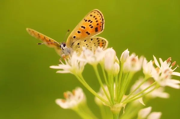 Motýl na květině cibule — Stock fotografie