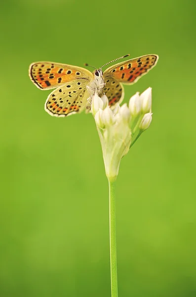 Mariposa sobre flor de cebolla —  Fotos de Stock