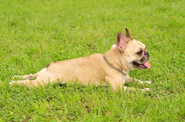 Happy French Bulldog — Stock Photo, Image