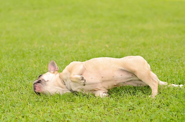 Glückliche französische Bulldogge — Stockfoto