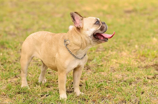 Happy French Bulldog — Stock Photo, Image