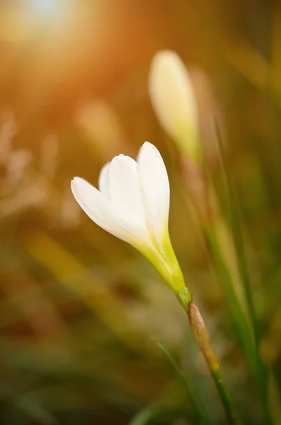 Closeup photo of a beauty wildflower — Stock Photo, Image