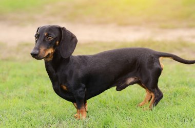 Dachshund Köpek çimlerin üzerine