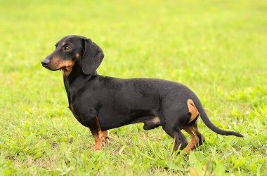 Dachshund Köpek çimlerin üzerine